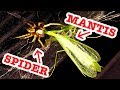 Praying Mantis Spider Attack Grey House Spiders & Bindi Redback Educational Video