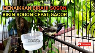 Terapi bunyi sogon Agar naik birahi dan cepat gacor