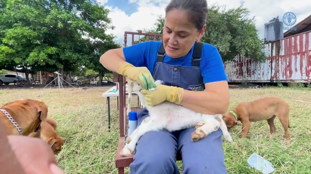 Caring for Sheep and Goats  Ear Notching