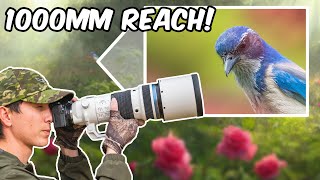 Olympus 150-400mm 1.25x f/4.5 Review for Wildlife/Bird Photography