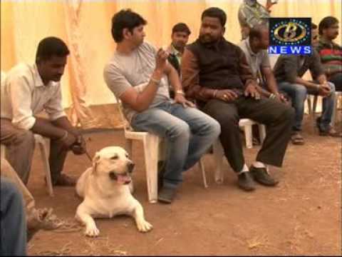DOG SHOW DAY 1 camera iphone 8 plus apk