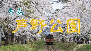 流浪日本23日追櫻日記 日本東北 芦野公園櫻花季