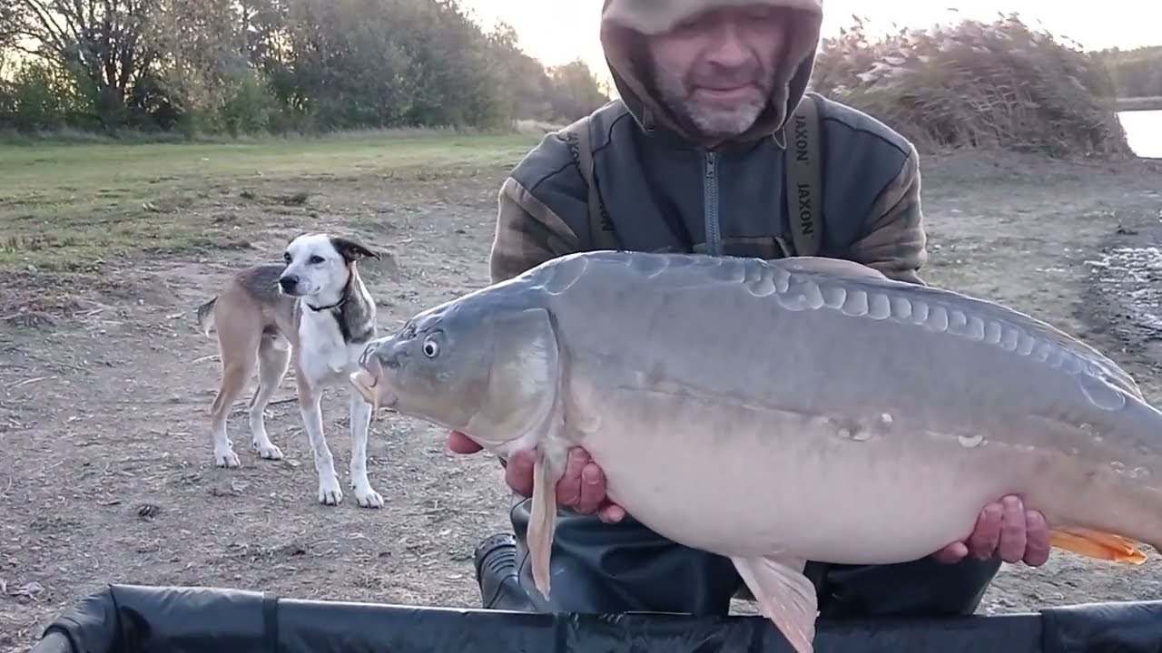 karpie w 24 godziny / listopadowe karpie / andreas baits