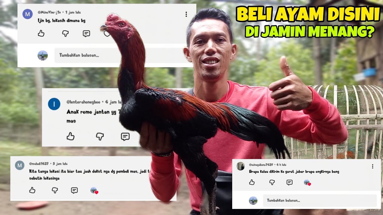 PERKEMBANGAN JANGARAN ISI KANDANG HD BOGA FARM MAKIN MEMPESONA & MAKIN GANTENG🫰❗