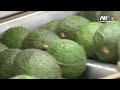 Cobro de piso golpea productores de aguacate y limón en Michoacán