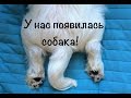 У нас появилась собака! // Вест хайленд уайт терьер