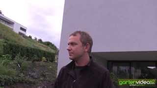 Evergreen Sack Flower Victoria - Ceanothus Impressus Victoria