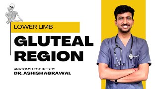Gluteal Region || Lower Limb Anatomy || First Year MBBS || Anatomy lectures by Ashish
