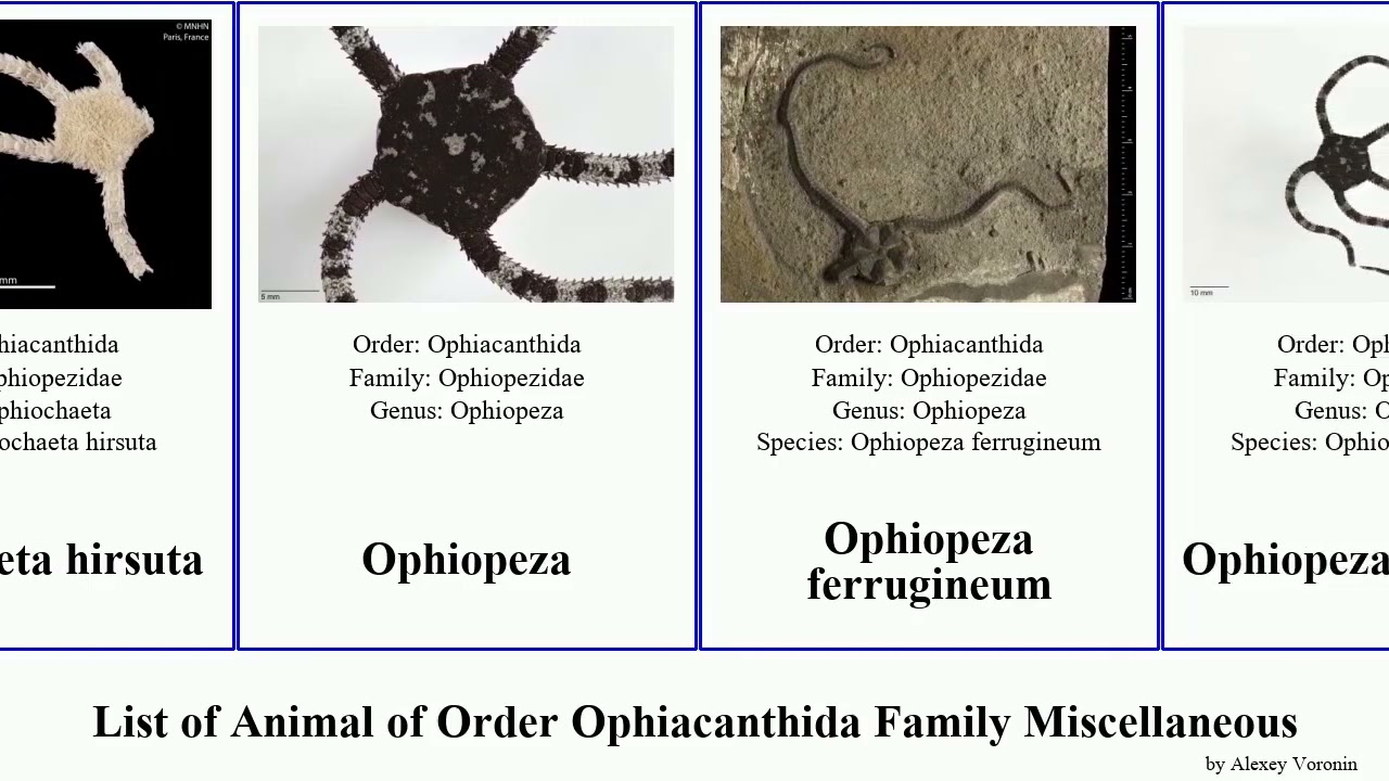 List of Animal of Order Ophiacanthida Family Miscellaneous ophiopeza gigas spinosa cylindrica Dan