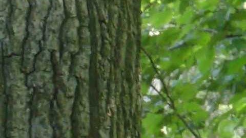 A squirrel on the oak-tree