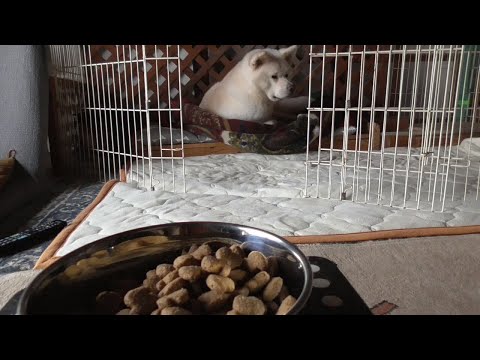 【秋田犬ゆうき】おやつとにぼしとパンを食べお団子は無視してようやくフードにたどり着く【akita dog】