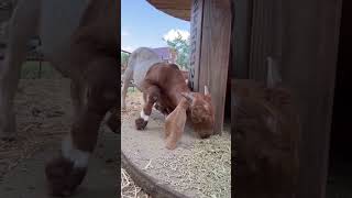 The Preston And Steve Summer 2025 Tribute