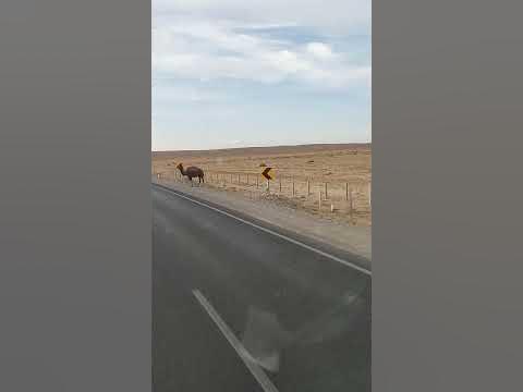 Пустынный житель😆 - YouTube