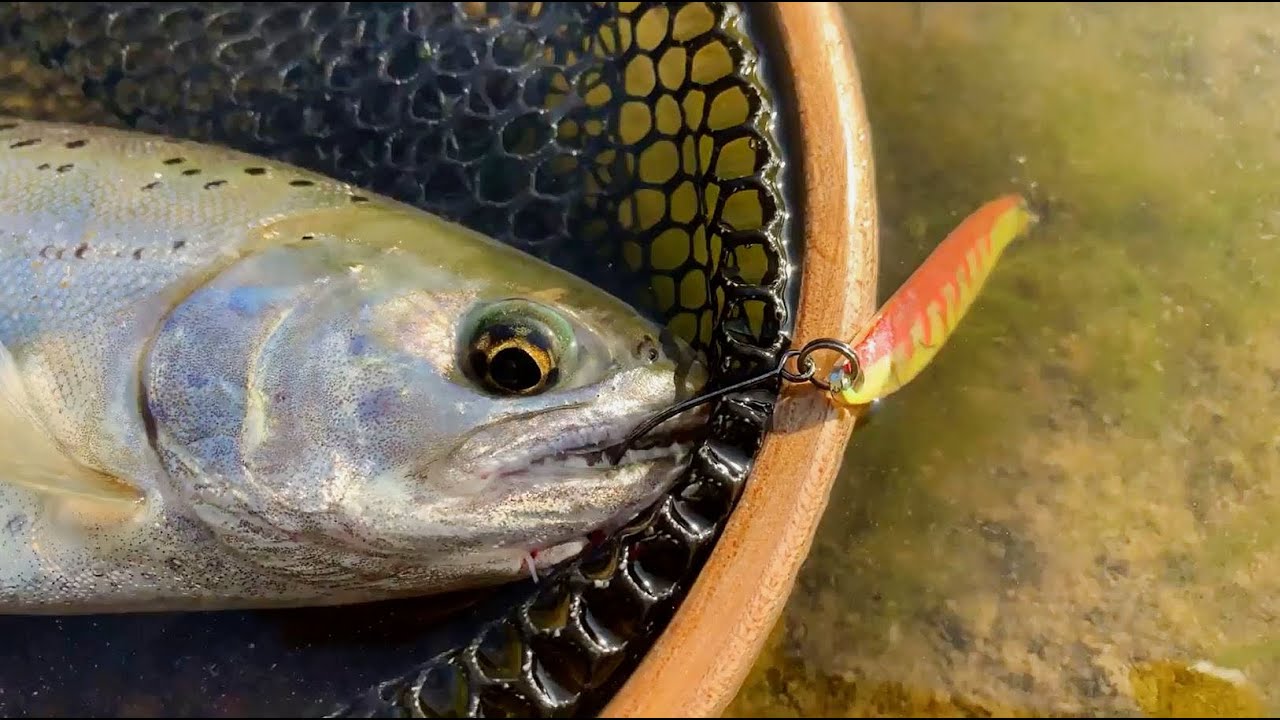 Fishing trout in a pond in the mountains 