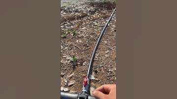 Hệ thống tưới tự động cho cây sầu riêng , sử dụng ống nhánh LDPE, béc T800 135 lít/ giờ