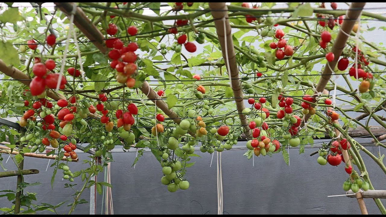 Cách Trồng CÀ CHUA Leo Giàn Từ Khi Gieo Hạt Đến Khi Thu Hoạch Lớn nhanh  Nhiều Trái | Vườn Nhà Thắm - YouTube