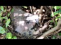 Baby Birds Need Food | Bird Feeds Babies | Sport Dove Bird