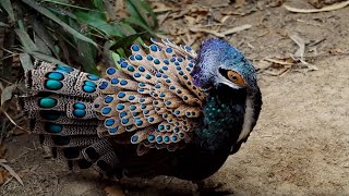 INTERESTING FACT ABOUT RARE PEACOCK PHEASANT FROM BORNEAN ISLAND