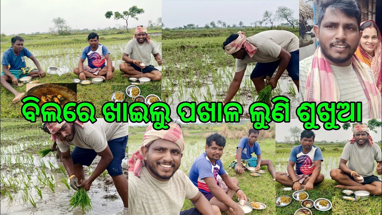 ବିଲରେ ଖାଇଲୁ ପଖାଳ ଲୁଣି ଶୁଖୁଆ // ବିଲରେ କଣ ପାଇଁ ଅଧିକ ଖାଆନ୍ତି..? @lifeofsridhar9099  