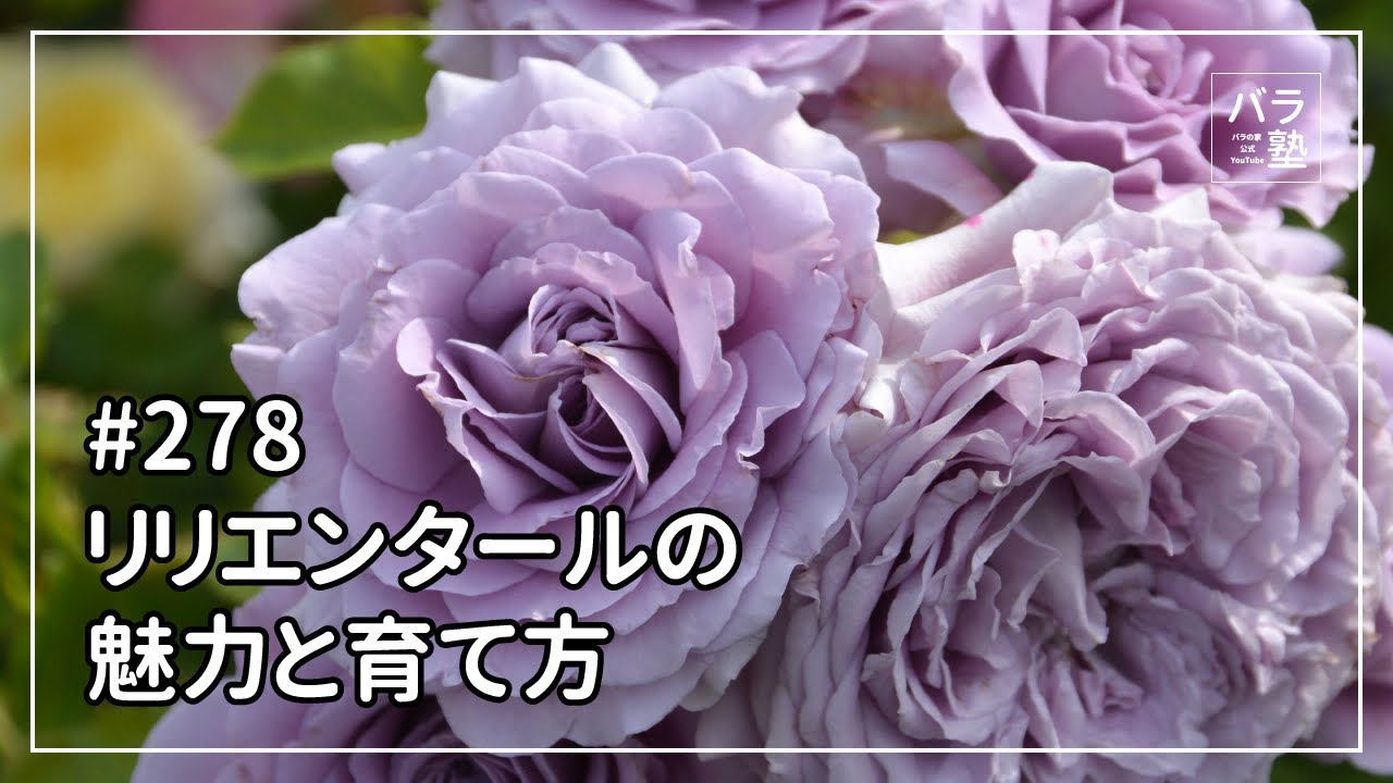 バラ苗【中苗】リリエンタール 国産苗 6号鉢植え品［農林水産省 品種
