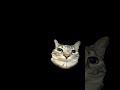 it's a cat