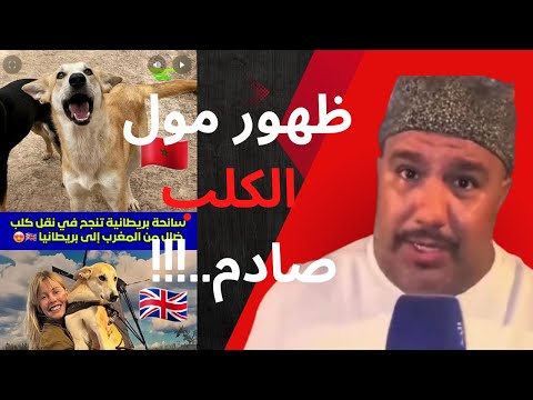 كلب مغربي سرق قلب سائحة بريطانية وظهور مول الكلب صادم