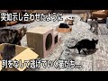獣医師が猫カフェにいくとこうなる。猫カフェ後の愛猫の反応は?