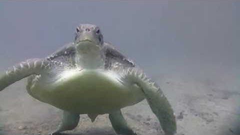 Drone Assisted IoT Sensor Network Deployment -- Luka Mustafa