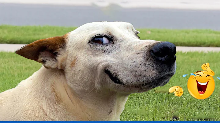 Watch the video about Best Of The Funny Animal Videos 🤣 Funniest Cat & Dog Moments Ever Recorded 😹🐶