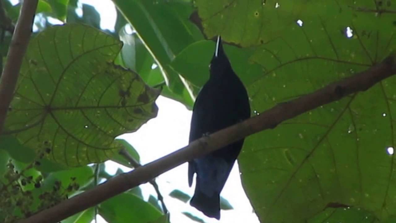 Asian Fairy-bluebird (Irena puella) 