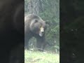 Not camping here, massive male grizzly cuts through campground!