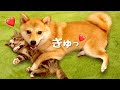 子猫を抱っこしないと落ち着かない系柴犬❤️(#にゃんてわんだふる)Shiba Inu dog who can't relax without holding a kitten cat