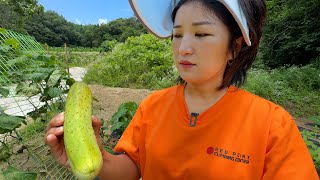 아빠랑 수박, 참외 심고🥒오이김비빔밥 해먹는 시골 일상