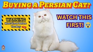 Thinking of Buying a Persian Cat Watch This First!