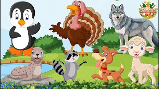 Sounds Of Wildlife Animals: Otter, Chicken, Penguin, Wolf, Dog, Civet, Goat  Animals sound