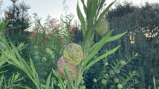 Plant Profile:  Monkey Balls (Gomphocarpus physocarpus)