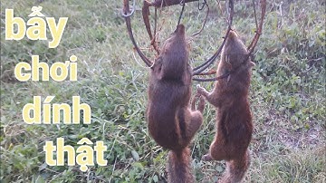 Bẫy sóc rất là dễ dàng. Sóc rừng tự nhiên