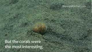 Traveling Coral - from BlennyWatcher.com