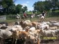 AL CAFE Y ALOS CABALLOS