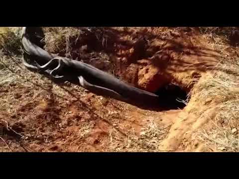 Amazing 🤩 African Rock Python Mating 😍❤️❤️