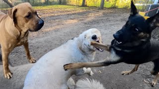 Socially Aggressive Gsd Finally Meets Her Match W/A Giant Boerboel Pup by The Dog Messiah 597 views 4 months ago 11 minutes