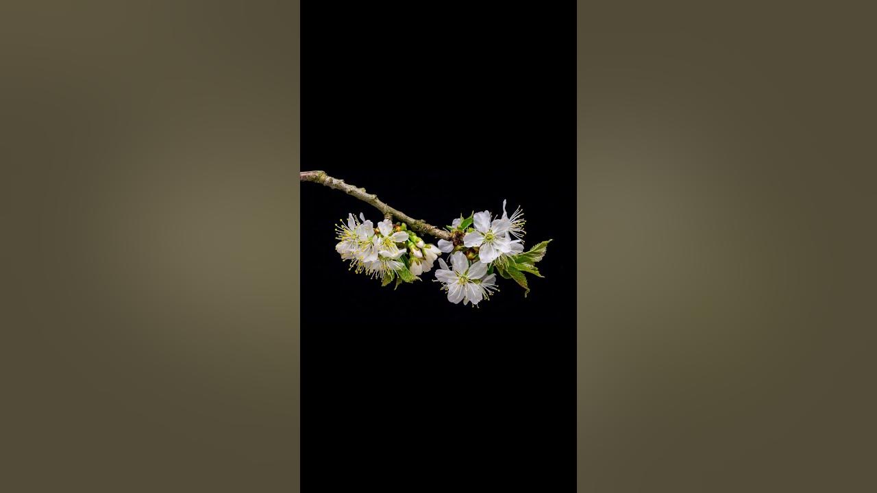 ☀🎥 Вишня расцветает ночью : волшебное зрелище.Цветы вишни. Вишня цветет ...