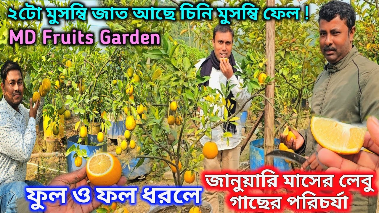 অরিজিনাল জাতের অধিক মিষ্টি কিছু মুসম্বির ভ্যারাইটির টেস্ট রিভিউ | MD Fruit Garden Visit 