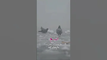 صم حنطه وشمرته والحمام آلاف 