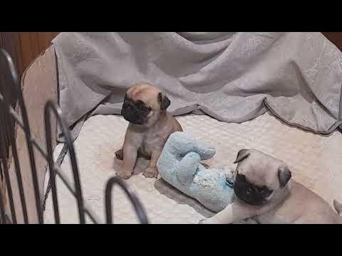 мопсики - YouTube