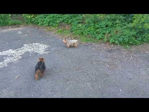 Kiko e Pokaoontas brincando