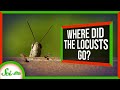 How Farmers Accidentally Killed Off North America's Locusts