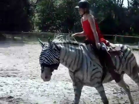 Video: Dieser Zoo In Kairo Wird Beschuldigt, Einen Esel Mit Zebrastreifen Bemalt Zu Haben
