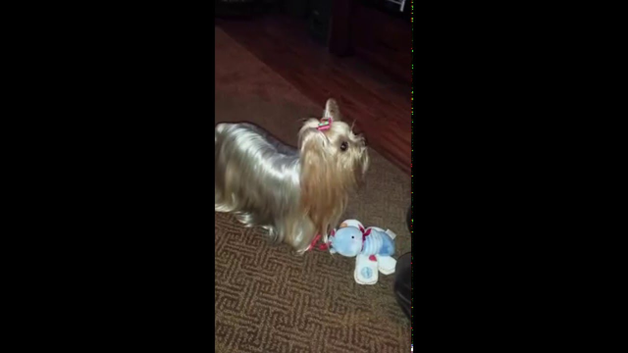 who sings who let the dogs out yorkie only sings to who let the dogs out funnydog tv who sings who let the dogs out yorkie only sings to who let the dogs out funnydog tv