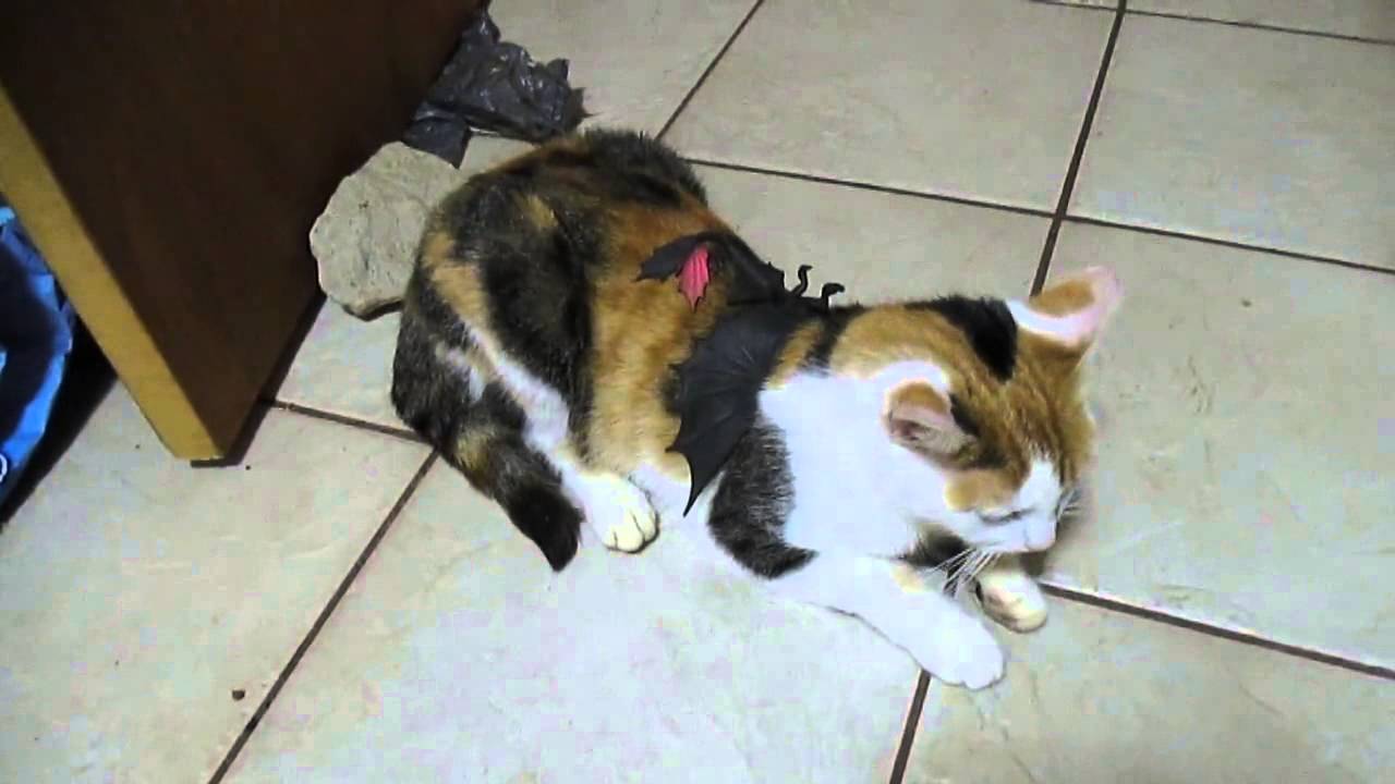 Cómo entrenar a tu gato para que se quede - YouTube